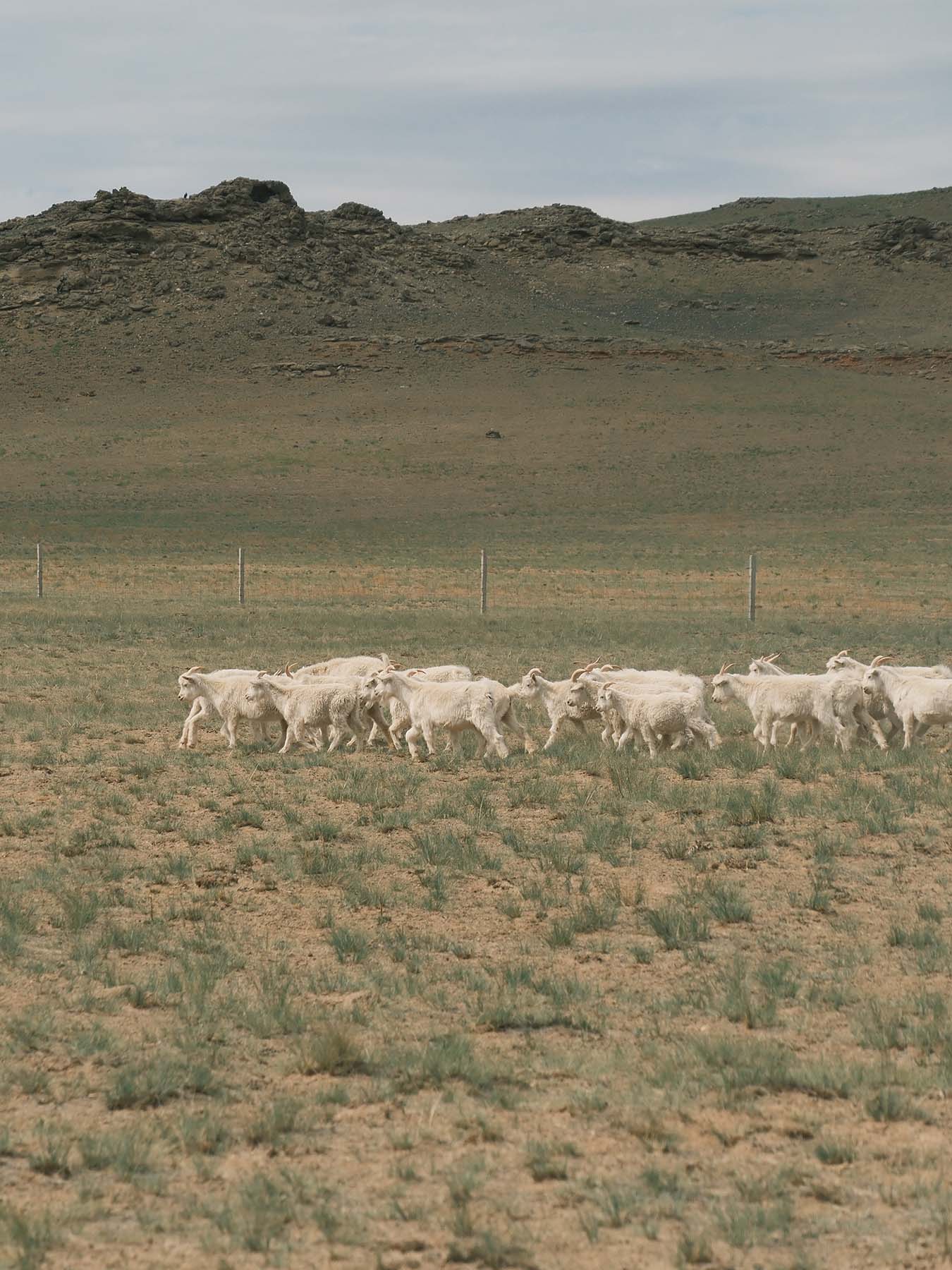 a group of goat walking