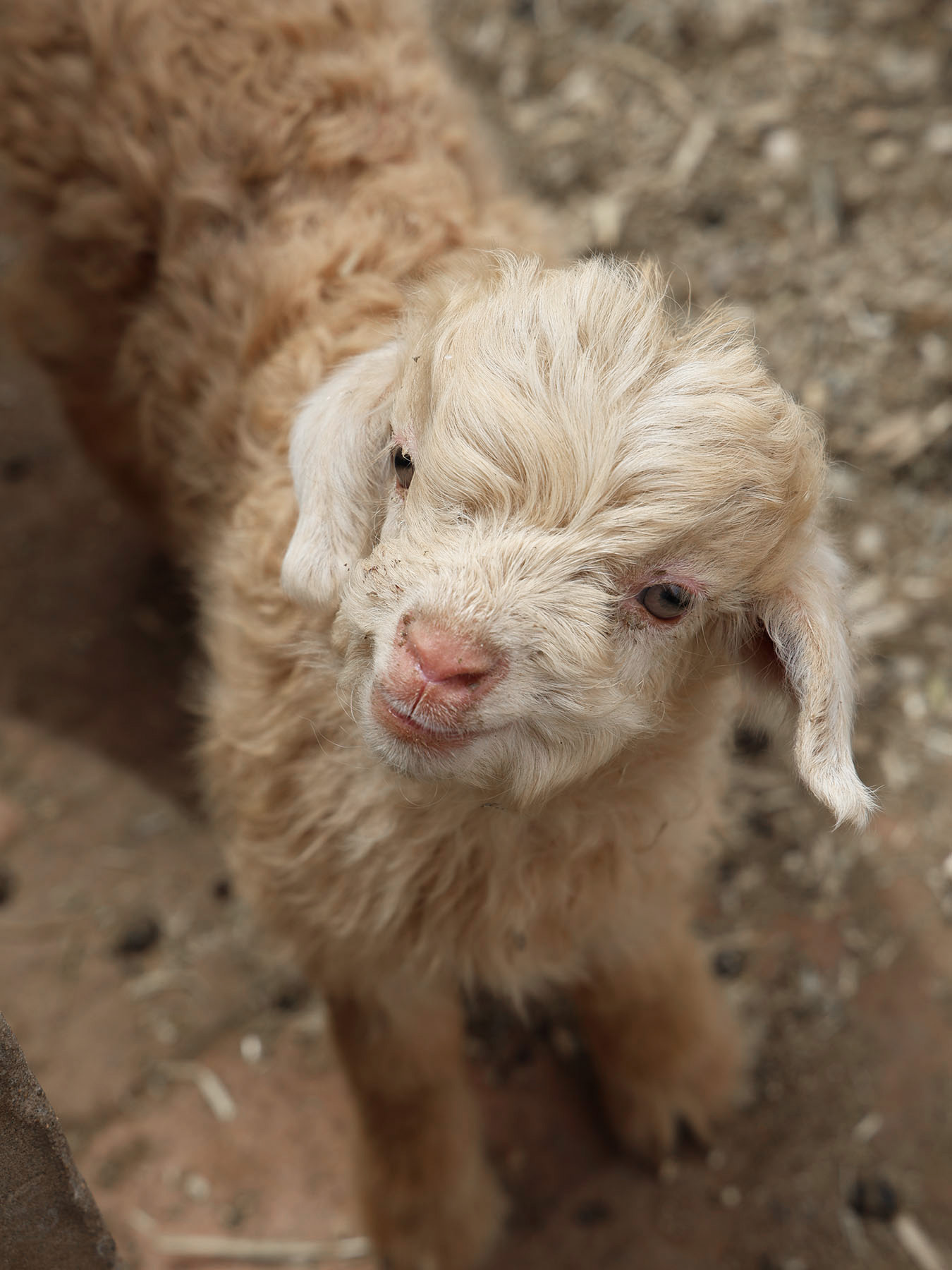 beige baby goat look into the camera 2