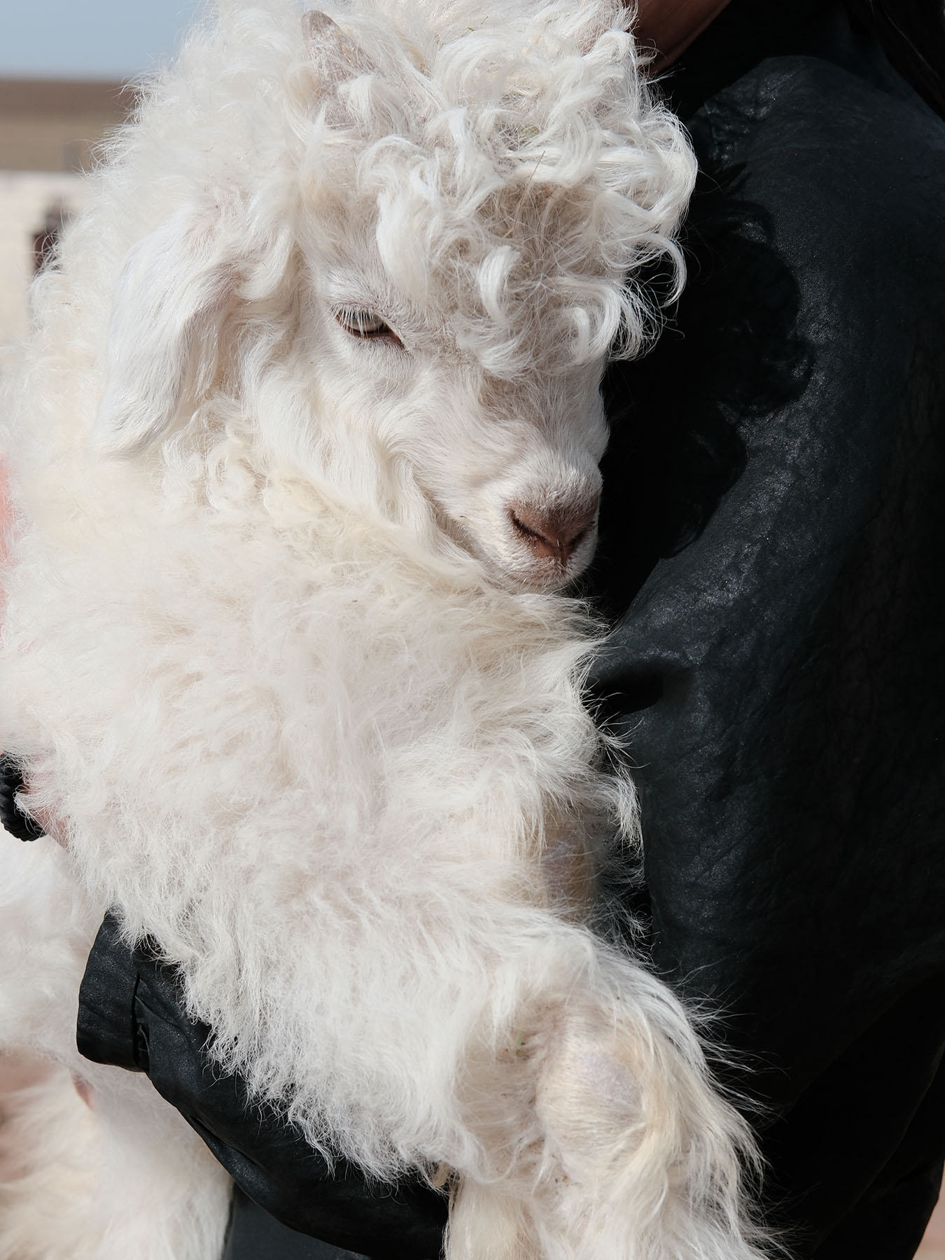 hug a white goat